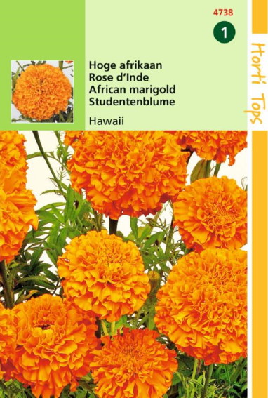 Mexican marigold Hawaii (Tagetes erecta) 300 seeds HT